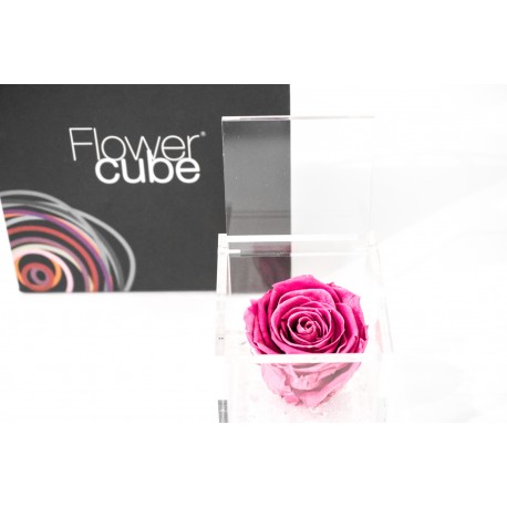 Rosa rosa stabilizzata cube Ars Nova 8x8cm