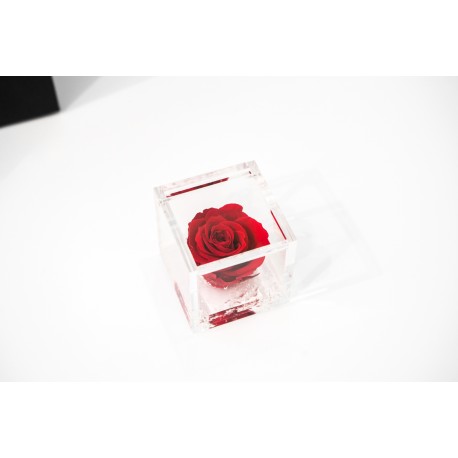 Rosa rossa stabilizzata cube Ars Nova 6x6cm