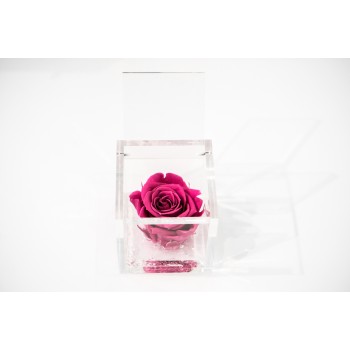 Rosa rosa stabilizzata cube Ars Nova 6x6cm